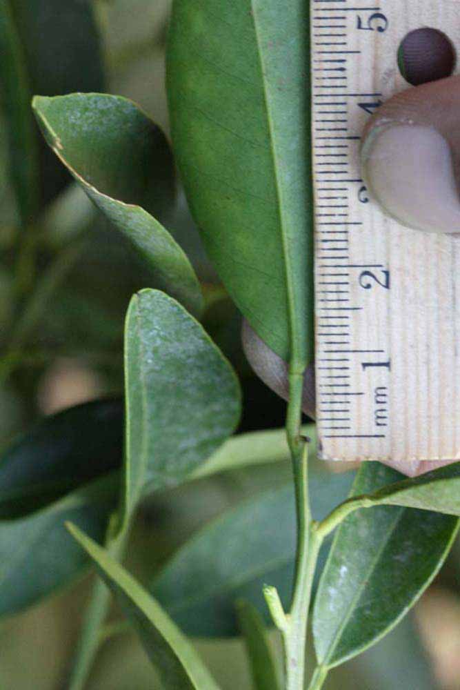              Unifoliolate leaf (Riverside, CA)       